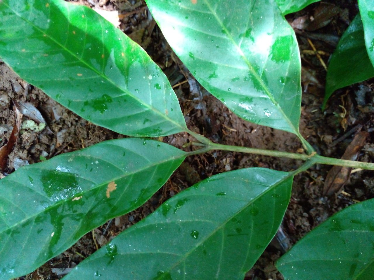 Guarea rhopalocarpa leaf