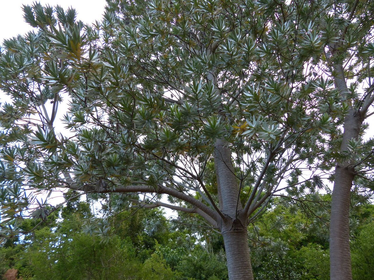 Leucadendron argenteum habit