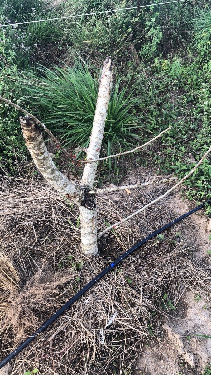 Spondias bahiensis — related species from the same genus