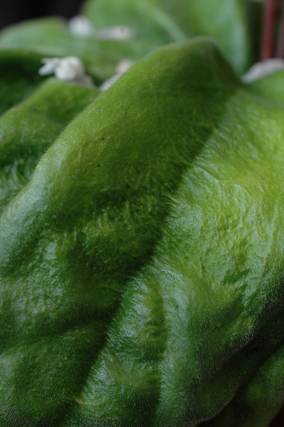 Streptocarpus perrieri — search result for 'Streptocarpus'