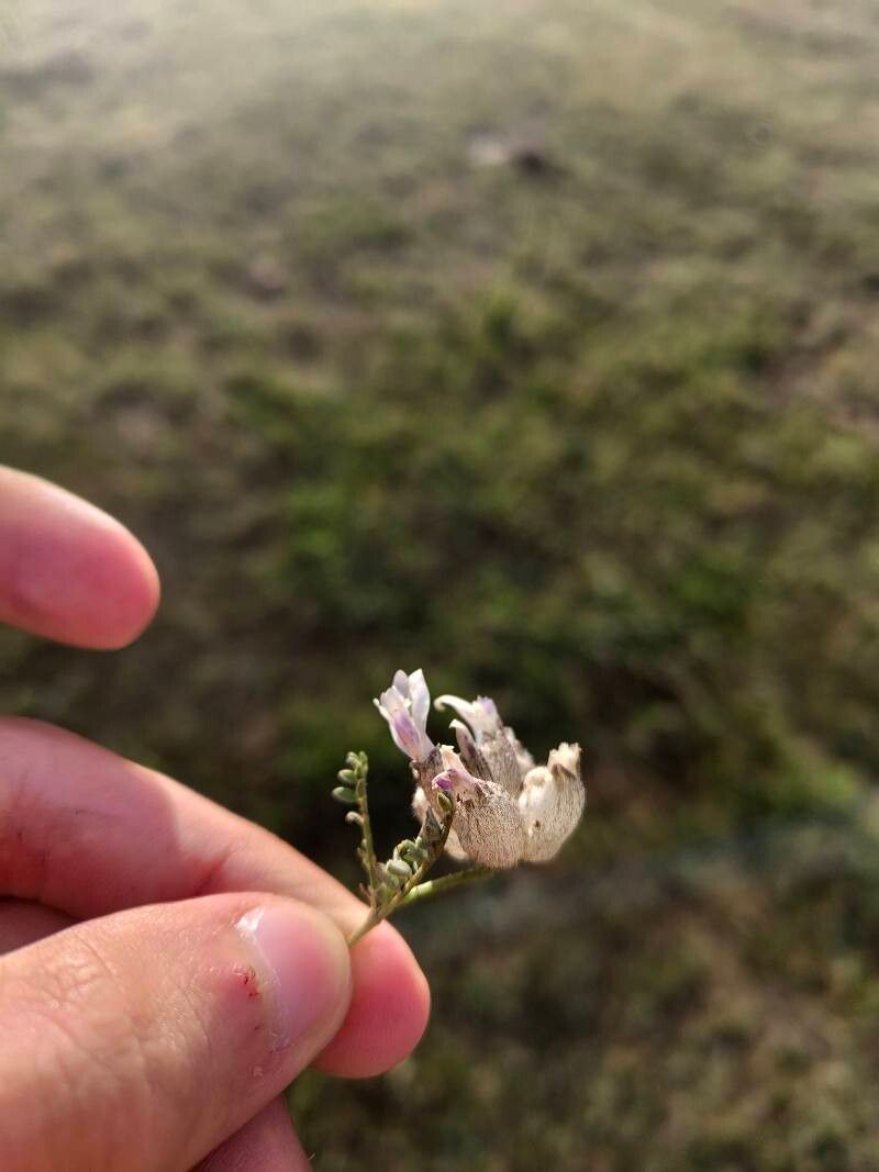 Astragalus beketowii flower