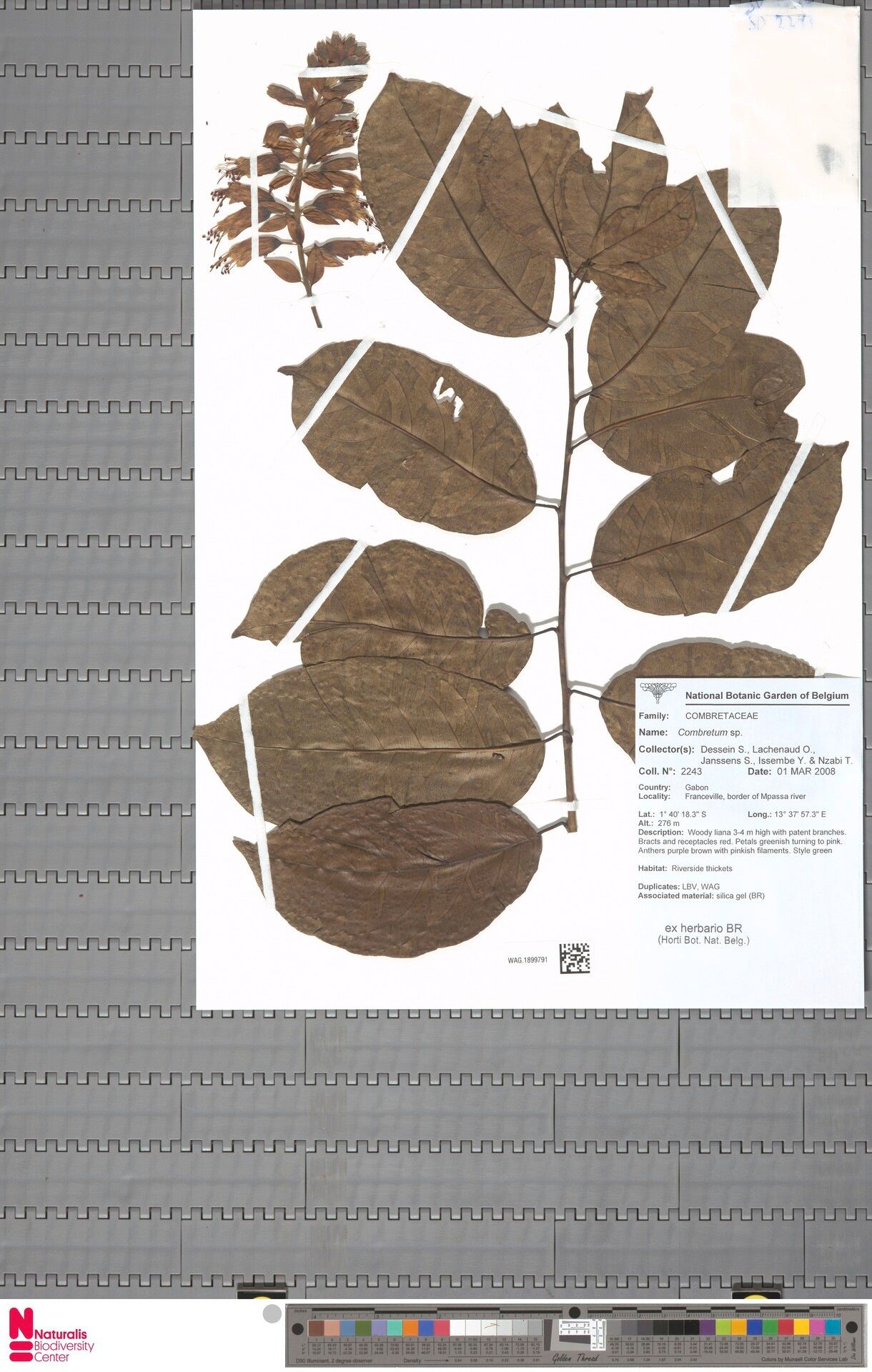 Combretum stenopterum — houseplant care guide