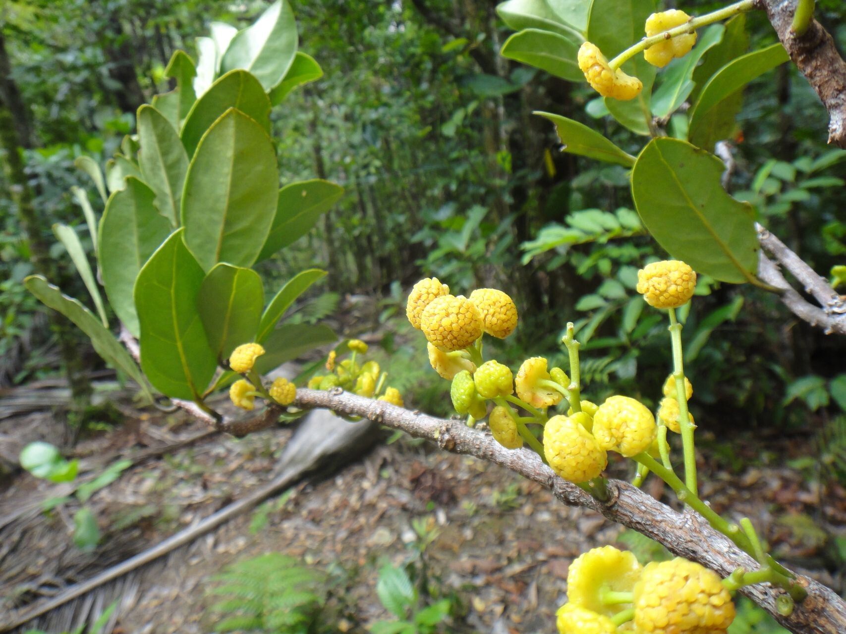 Hedycarya cupulata flower