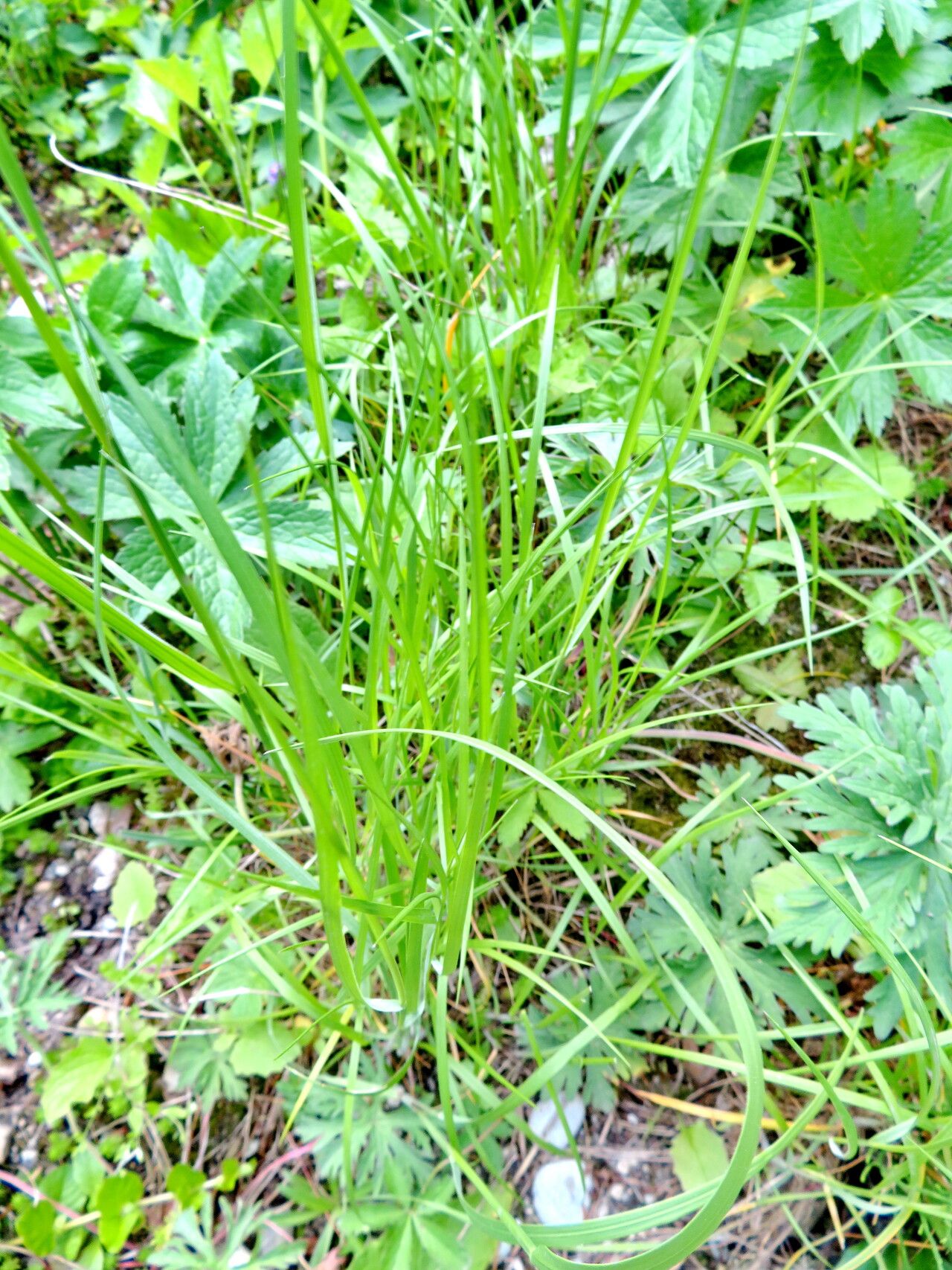 Melica transsilvanica — houseplant care guide