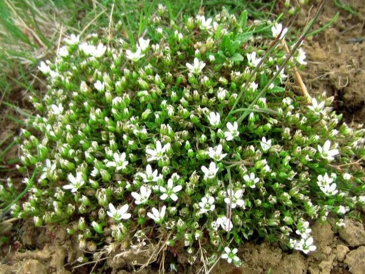 Arenaria gothica habit