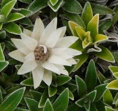 Helichrysum praecurrens — houseplant care guide