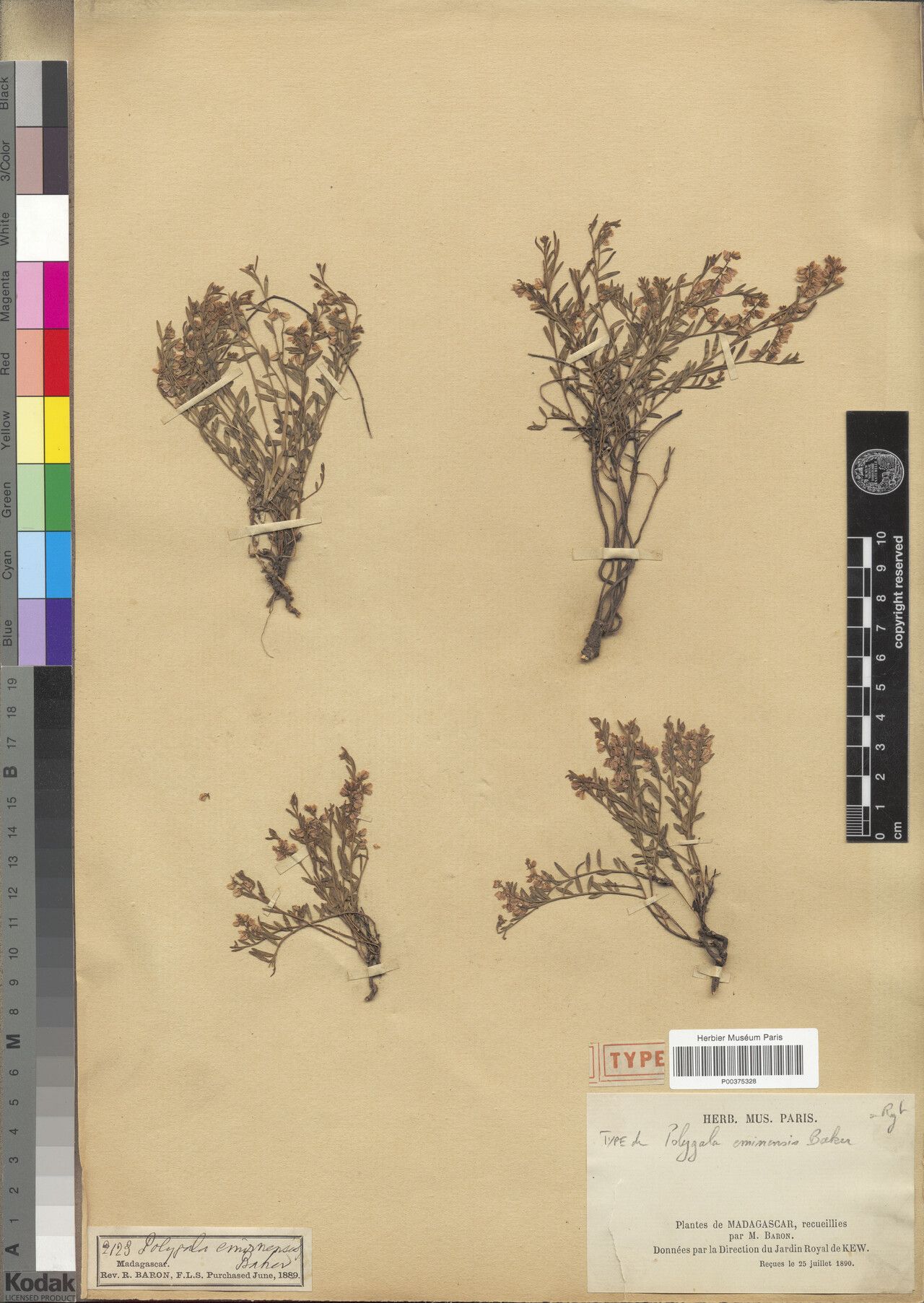 Polygala eminensis — search result for 'Polygala'