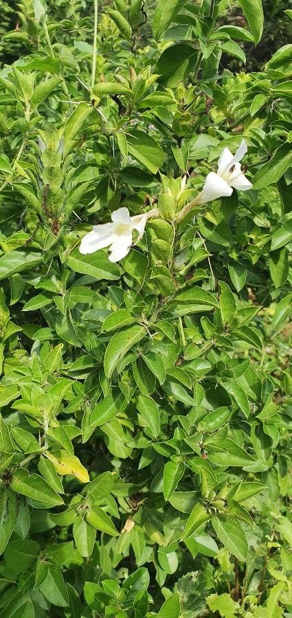 Barleria trispinosa flower