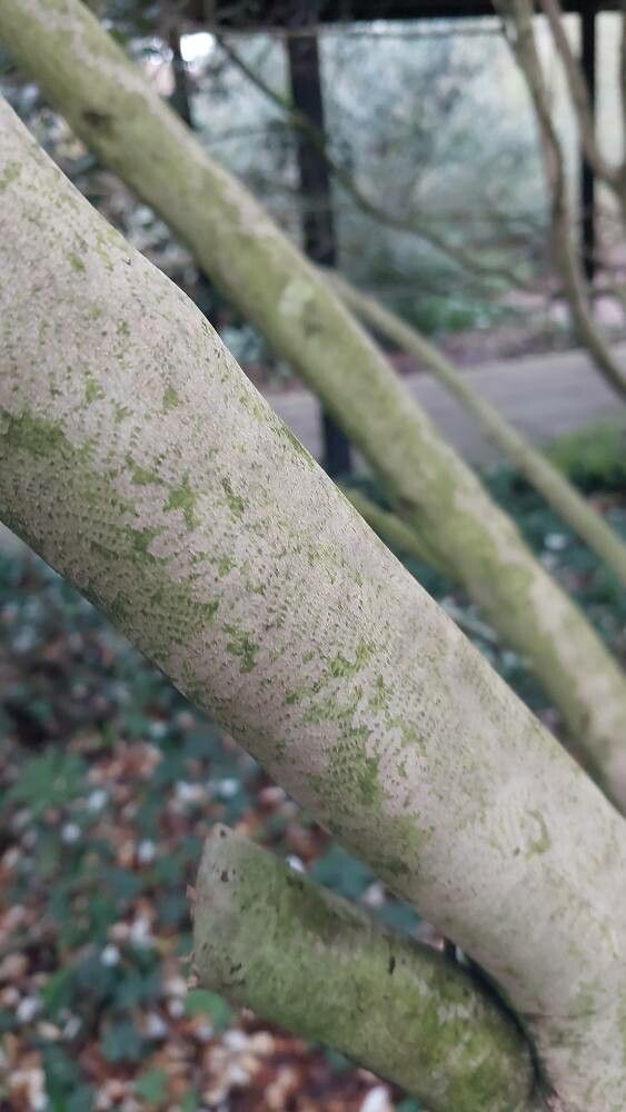 Camellia × vernalis bark