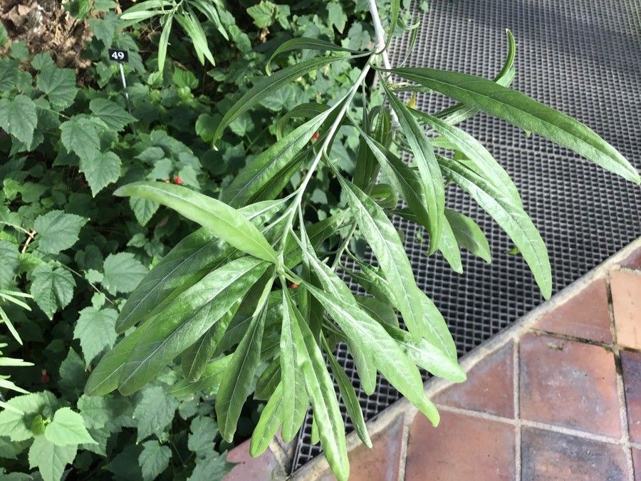 Convolvulus floridus — search result for 'Convolvulus'