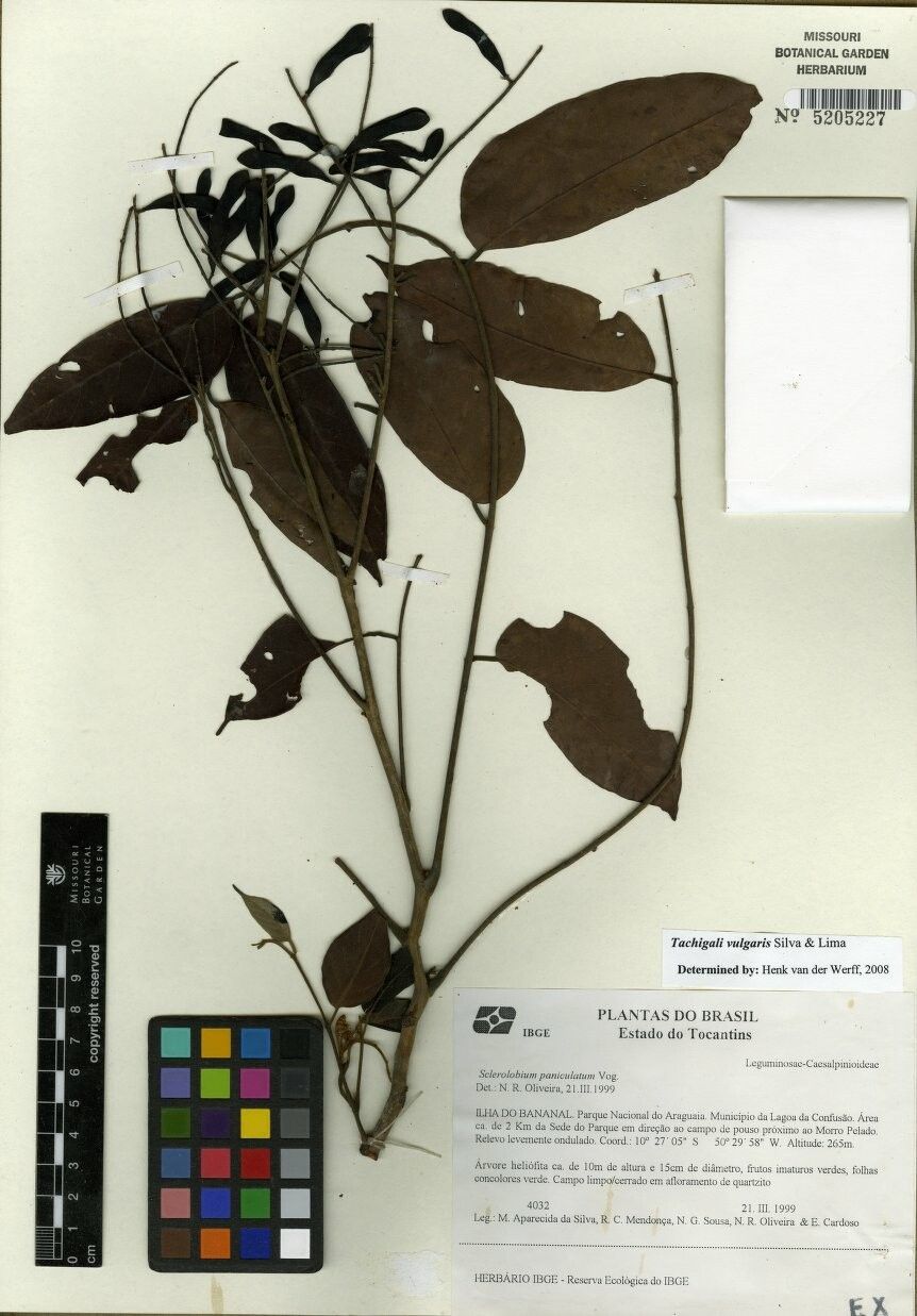 Tachigali vulgaris — houseplant care guide