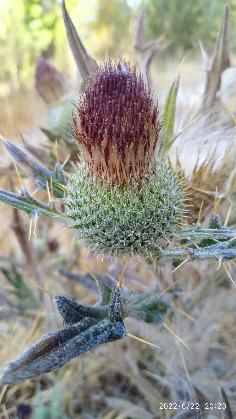 Cirsium echinatum flower