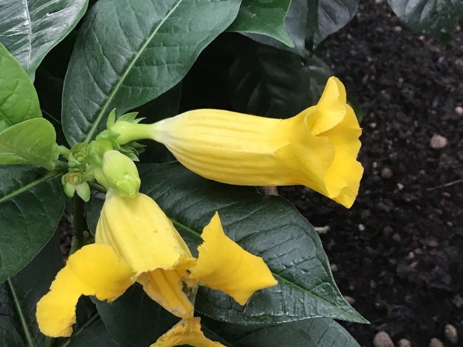 Allamanda schottii flower