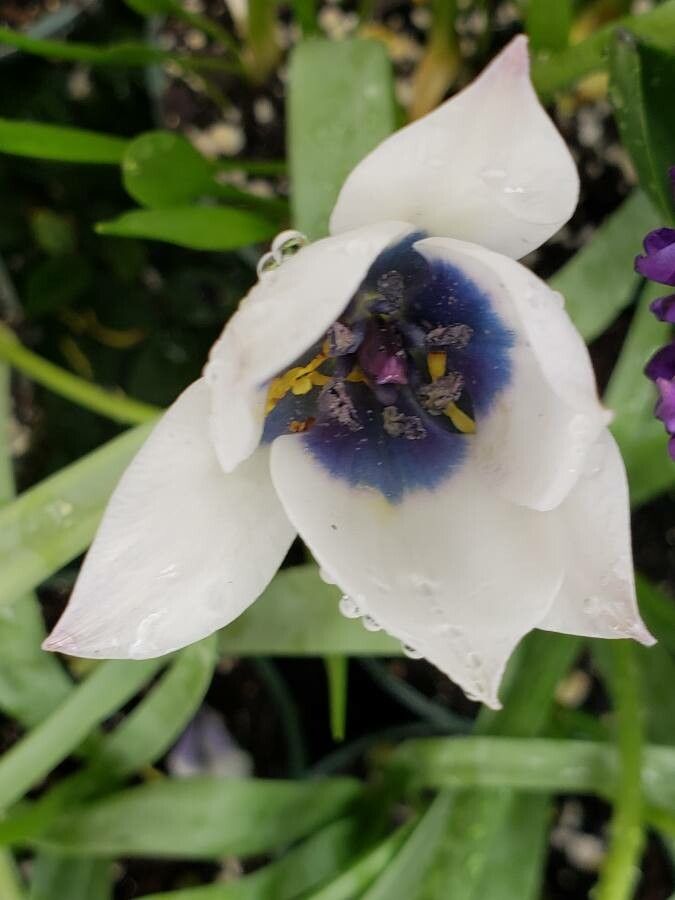 Tulipa humilis flower
