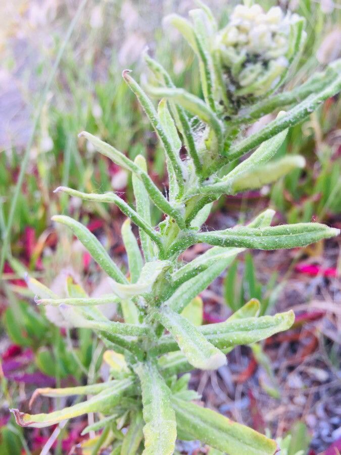 Pseudognaphalium californicum — search result for 'Pseudognaphalium'