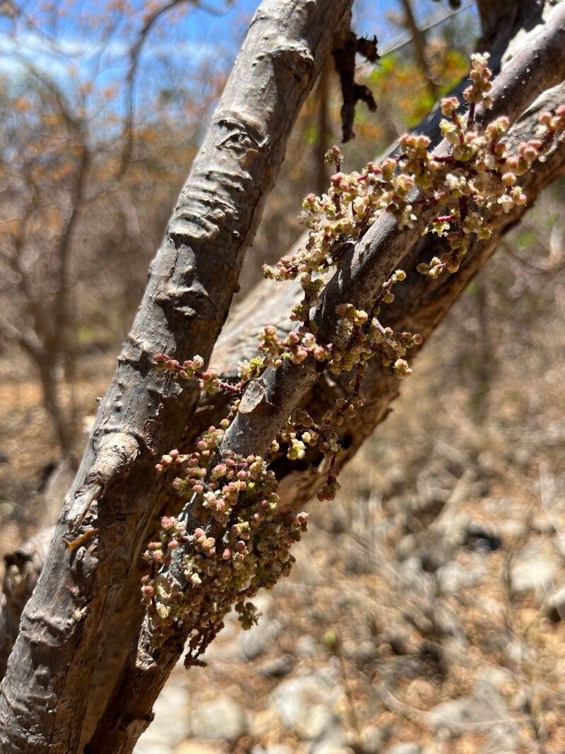Obetia madagascariensis flower