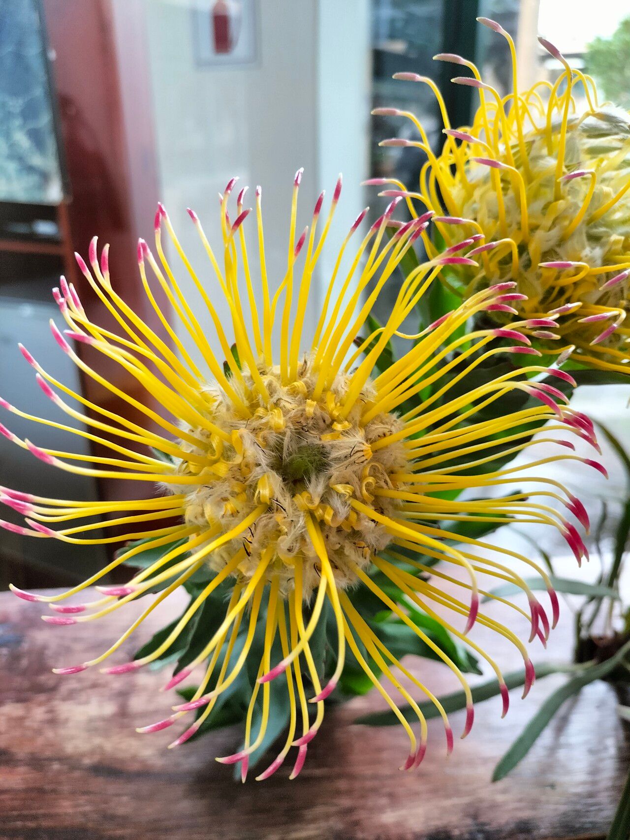 Leucospermum grandiflorum flower