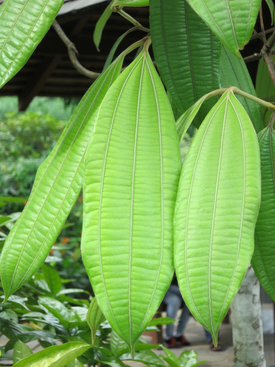 Cinnamomum javanicum — search result for 'Cinnamomum'