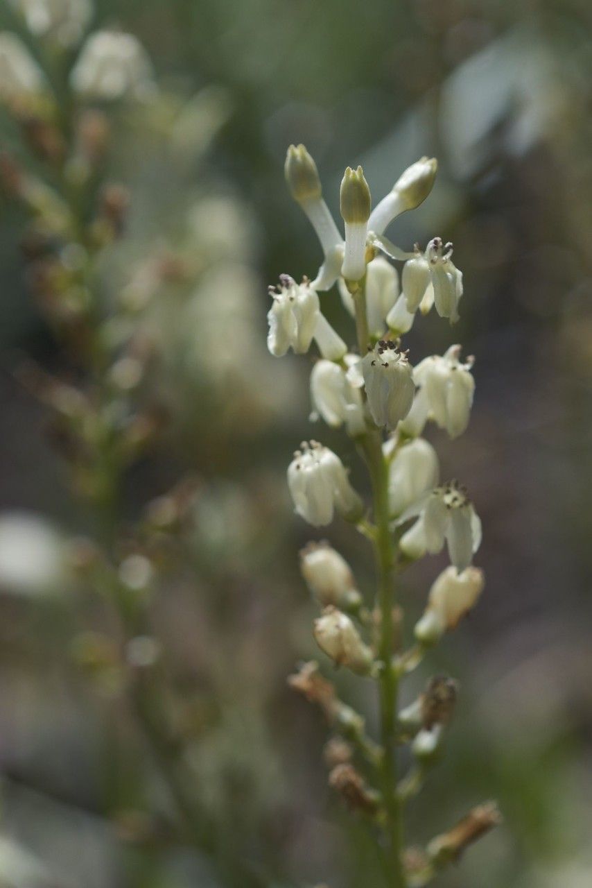 Odontostomum hartwegii flower
