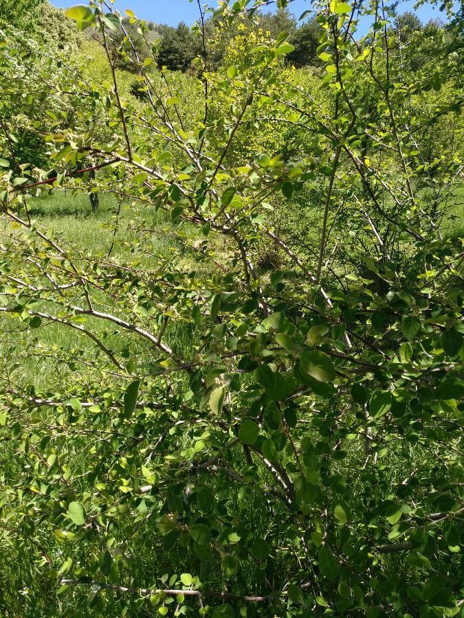 Cotoneaster granatensis habit