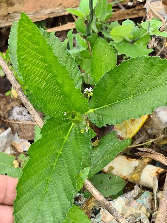 Caperonia palustris leaf