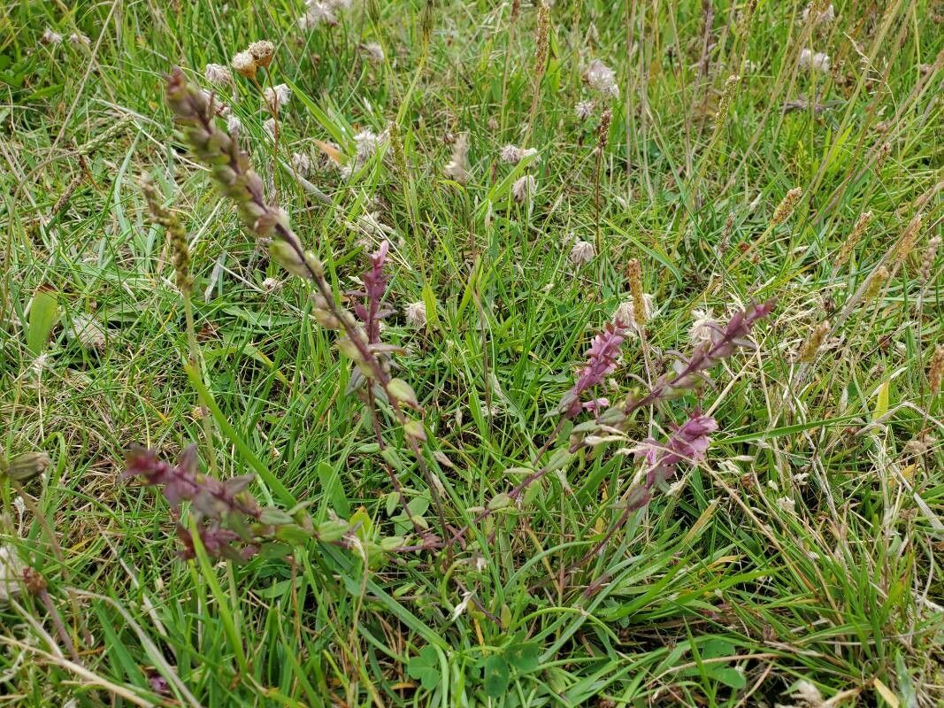 Odontites litoralis habit