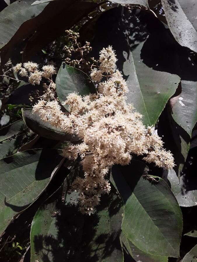 Miconia argentea flower