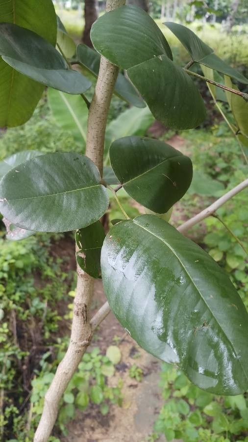 Pterocarpus santalinus — search result for 'Pterocarpus'