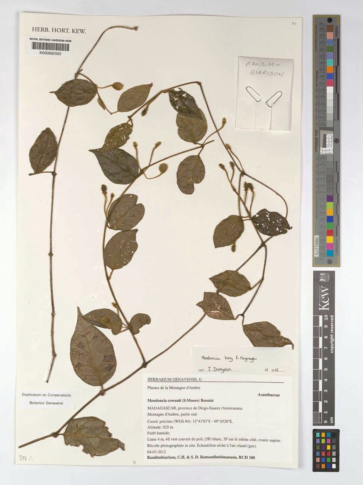 Mendoncia kely — houseplant care guide