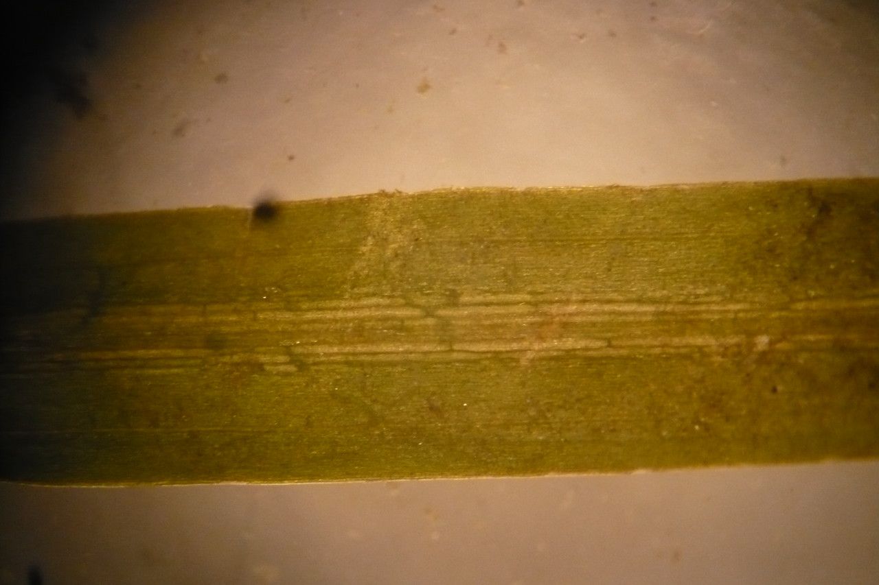 Potamogeton berchtoldii leaf