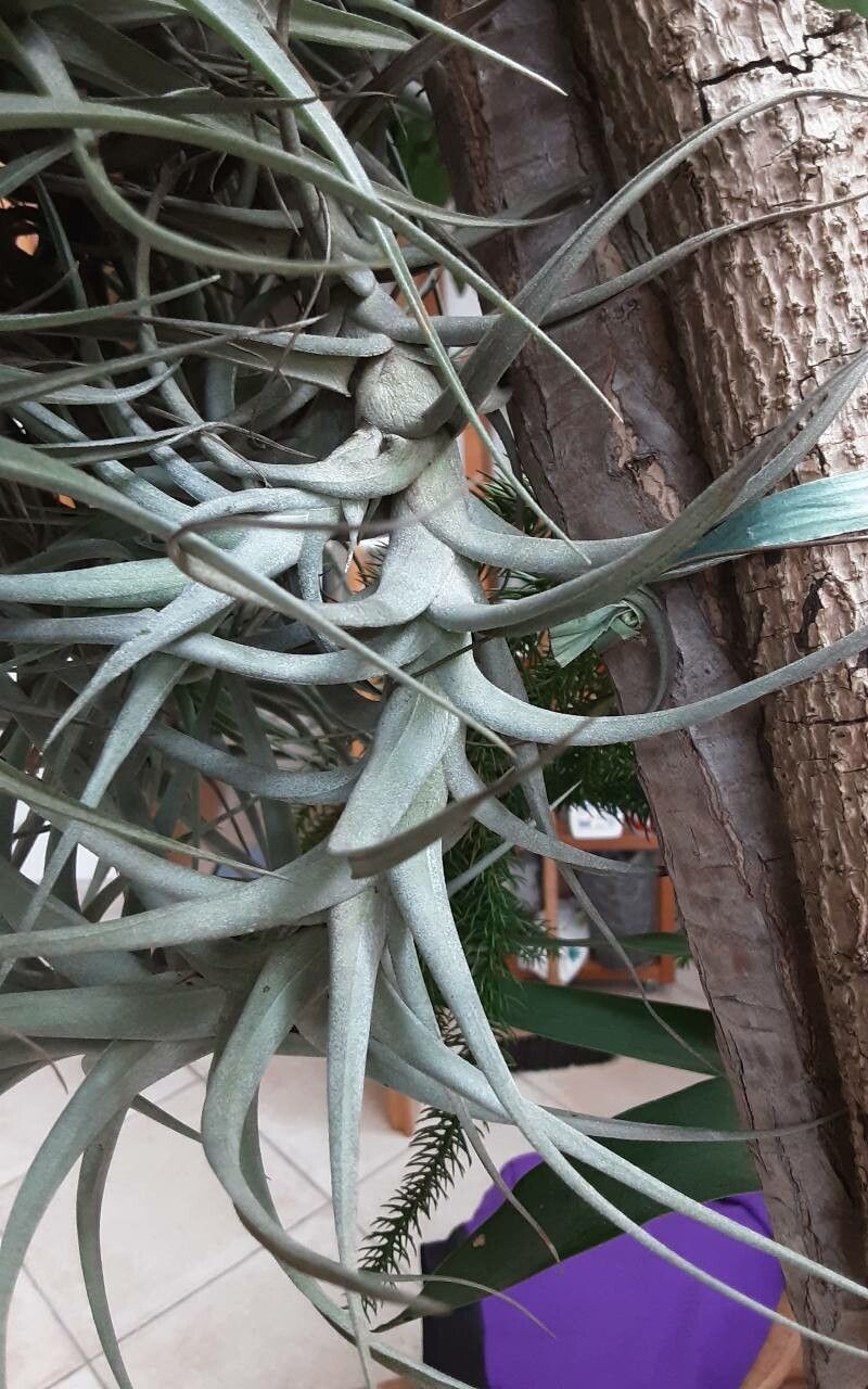 Tillandsia albida bark