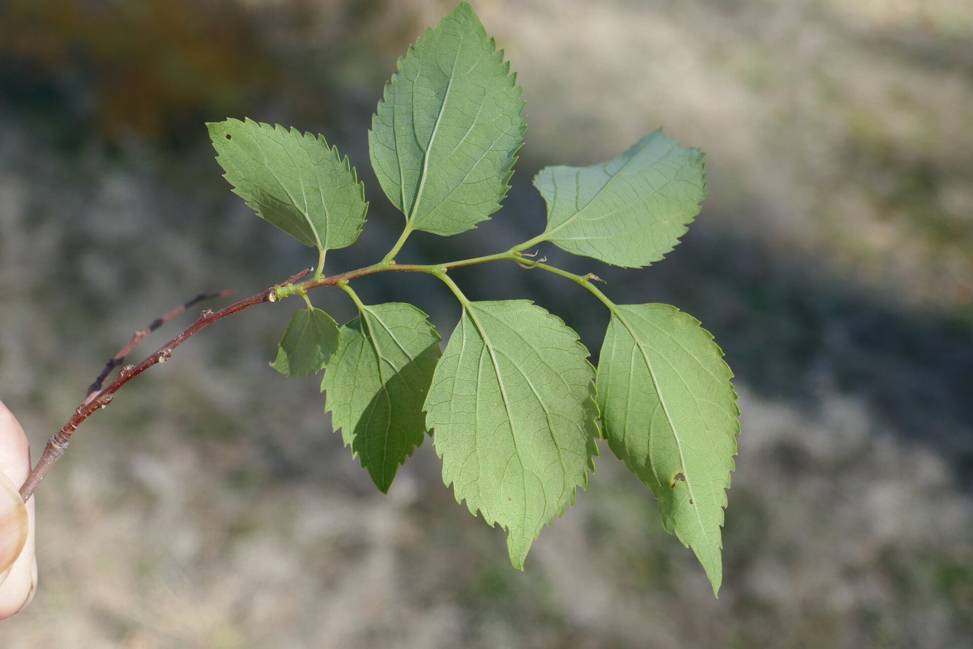 Celtis glabrata — search result for 'Celtis'