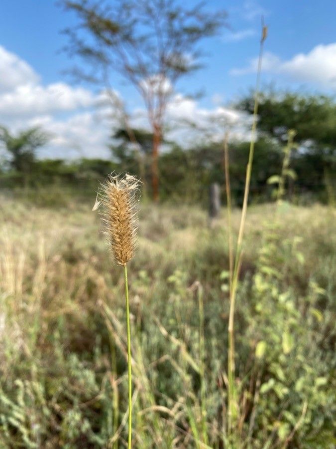 Pennisetum mezianum fruit