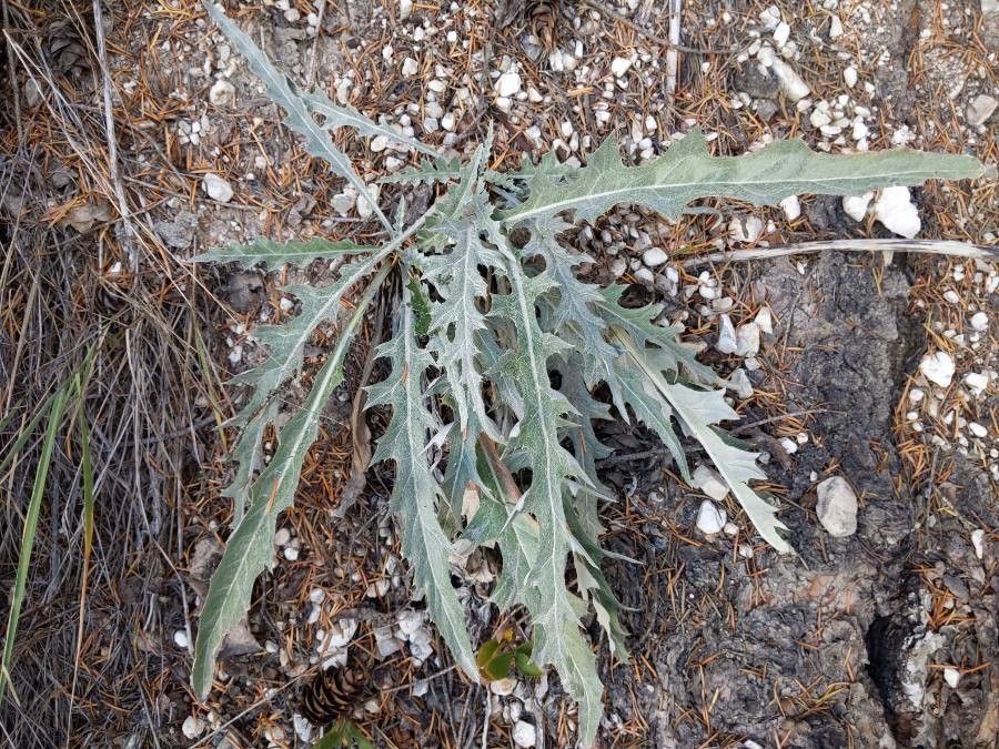 Cirsium undulatum — search result for 'Cirsium'