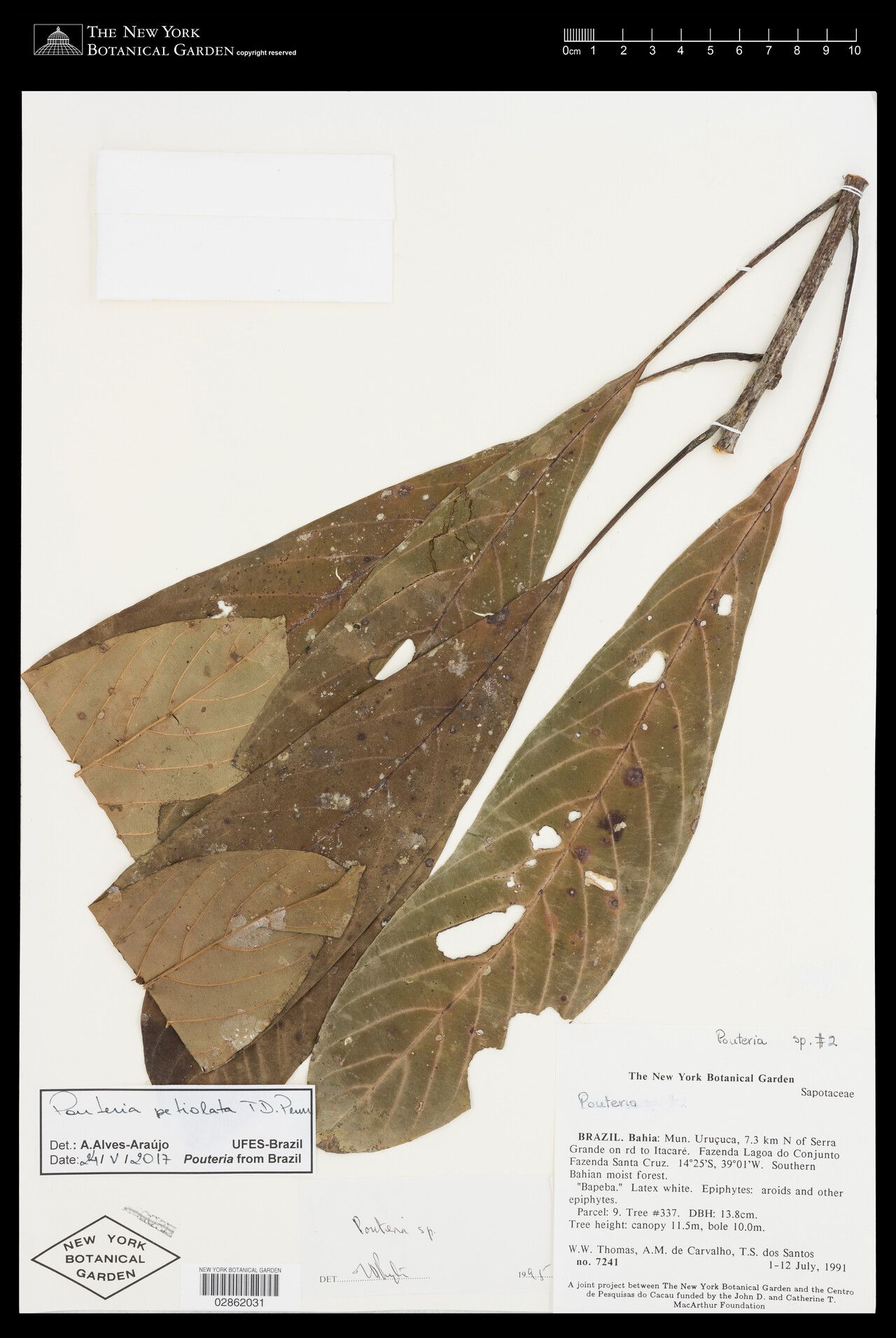 Pouteria petiolata — houseplant care guide