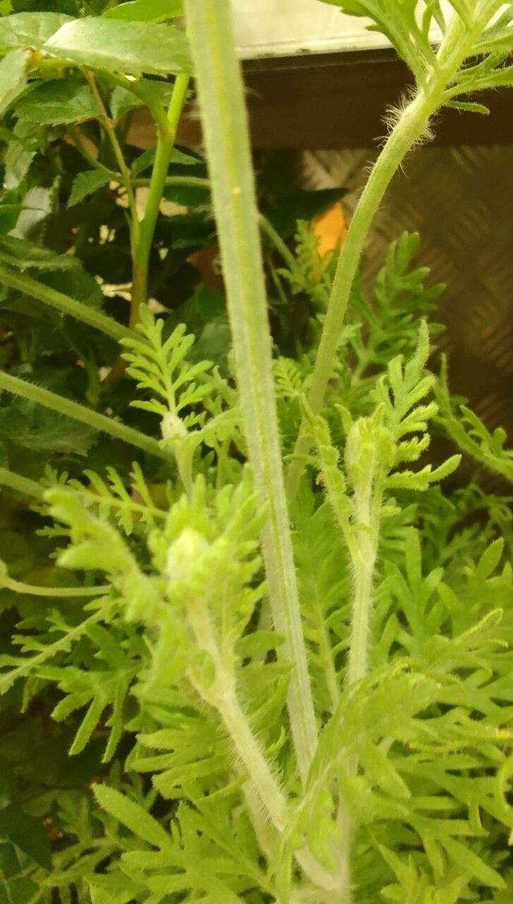 Lavandula multifida bark