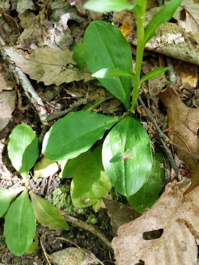 Chamaelirium luteum — houseplant care guide