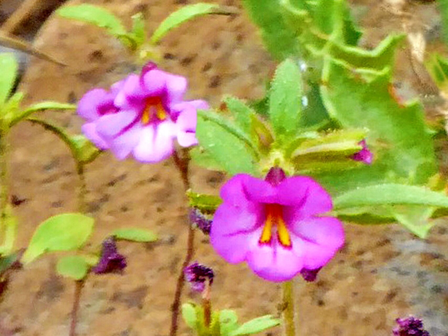 Diplacus torreyi — houseplant care guide