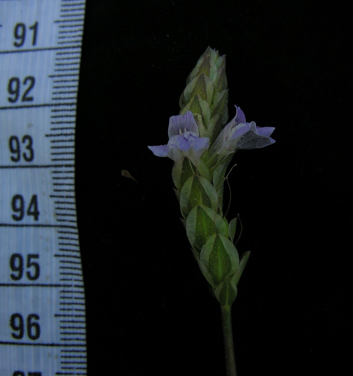 Justicia laevilinguis other