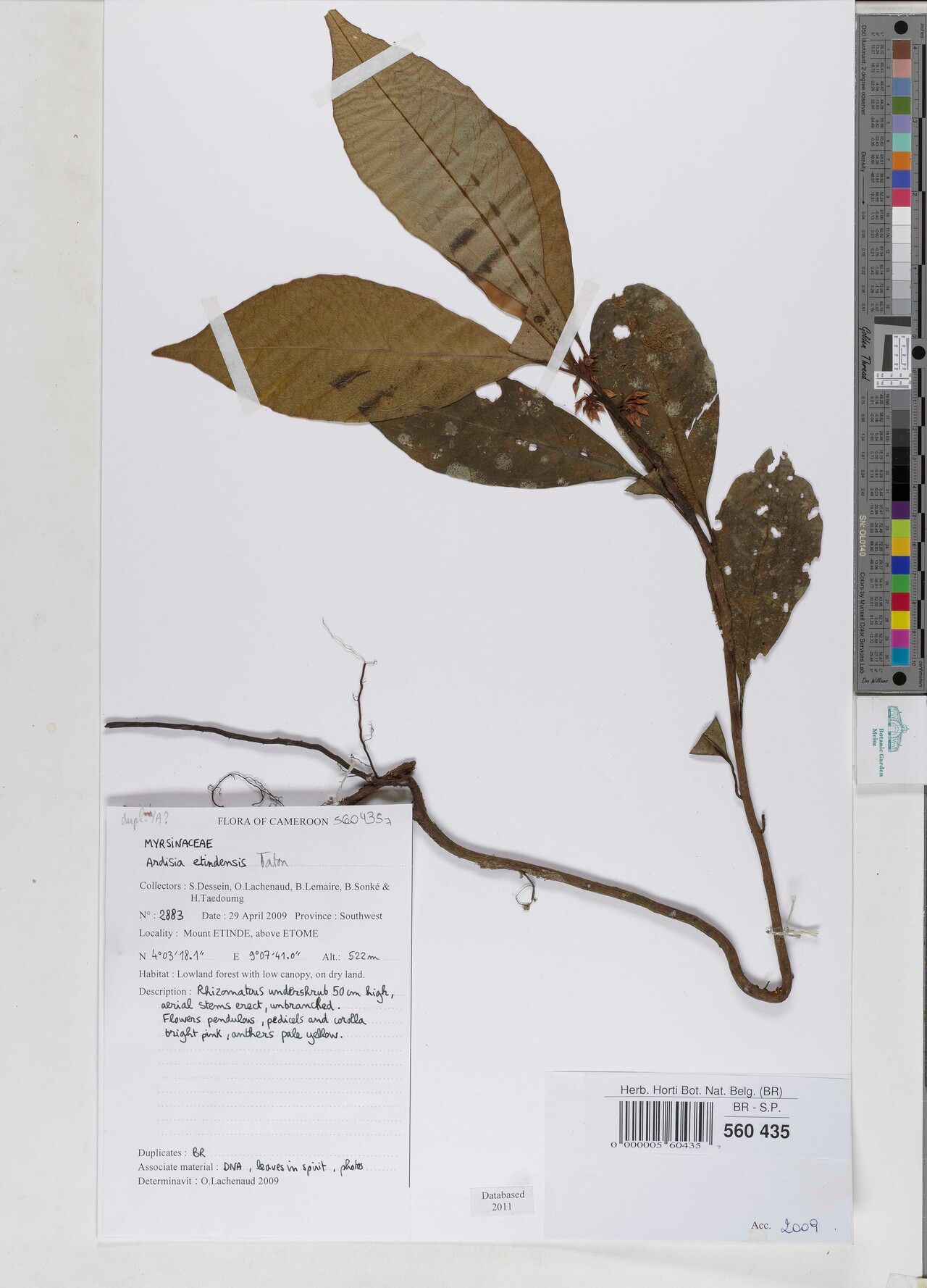 Ardisia etindensis — houseplant care guide