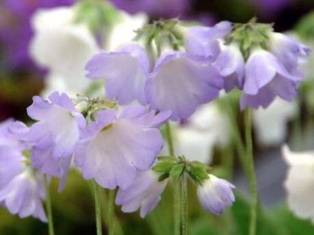 Primula reidii flower