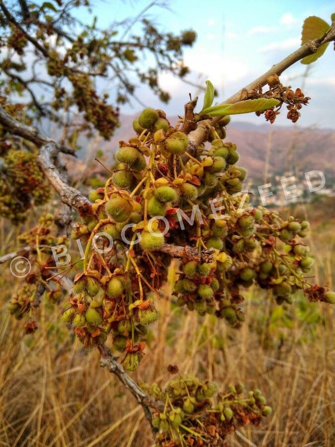 Curatella americana fruit