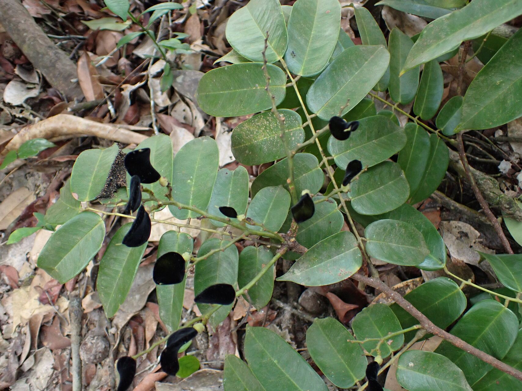 Dialium zenkeri — search result for 'Dialium'