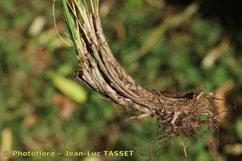 Festuca borderei bark