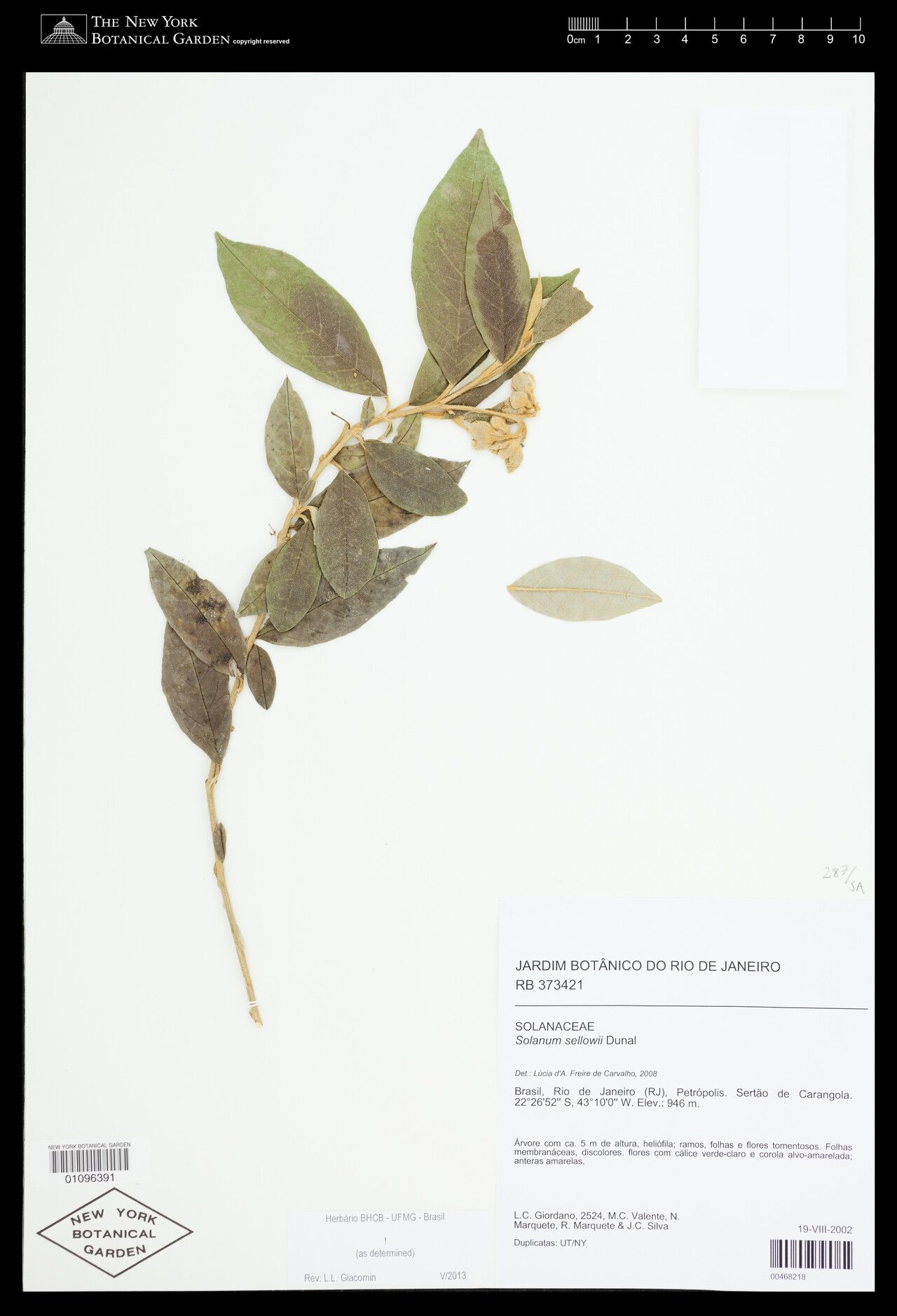 Solanum sellowii — houseplant care guide