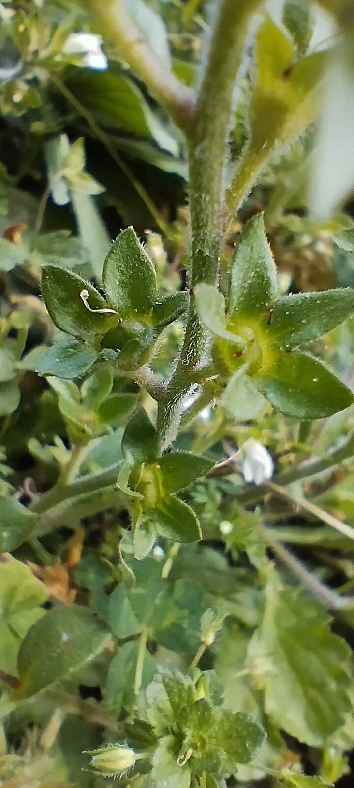 Mazus surculosus fruit