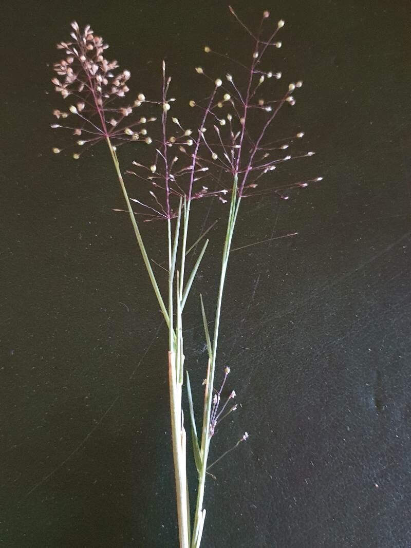 Sporobolus discosporus habit