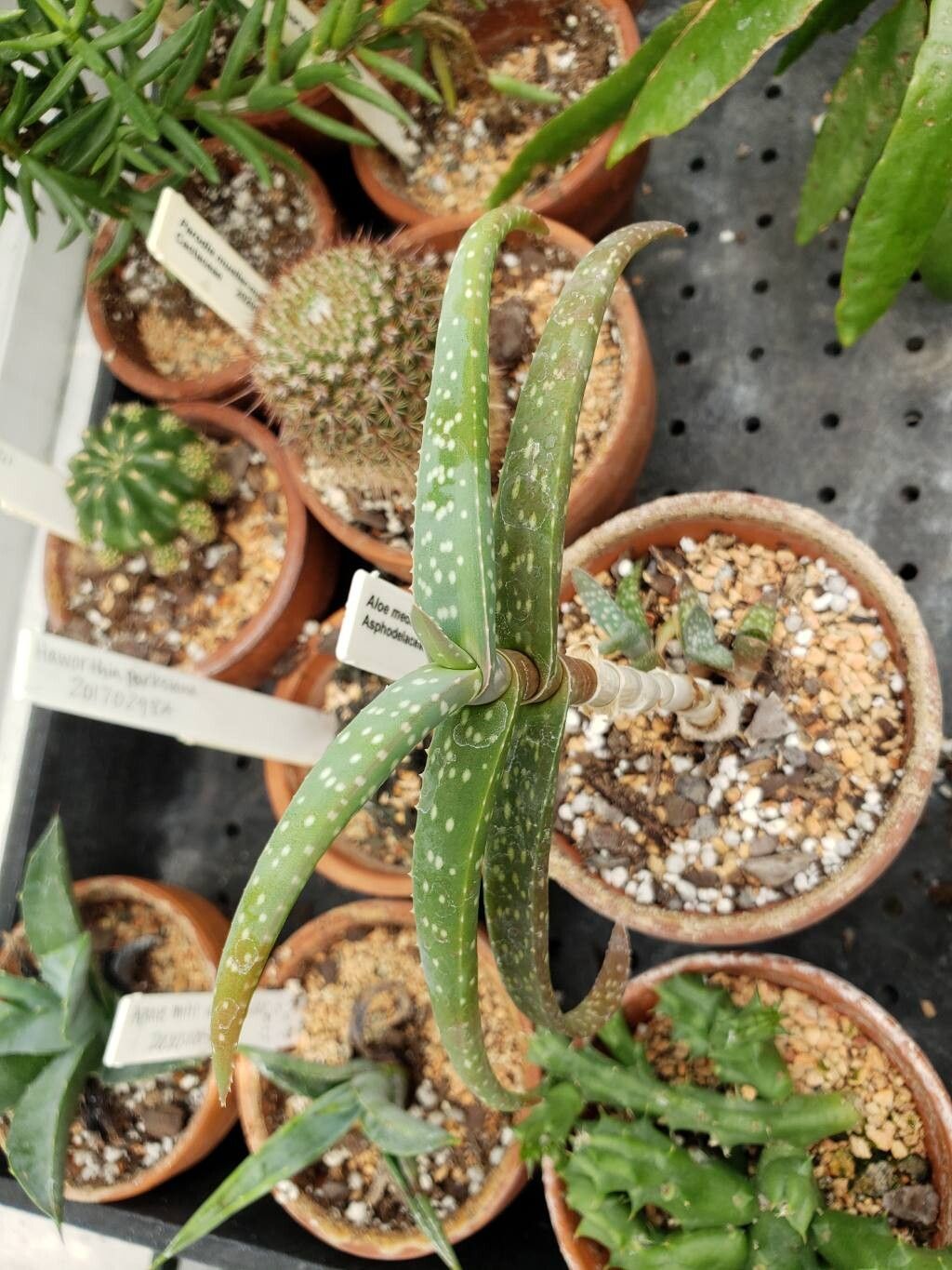 Aloe medishiana — houseplant care guide