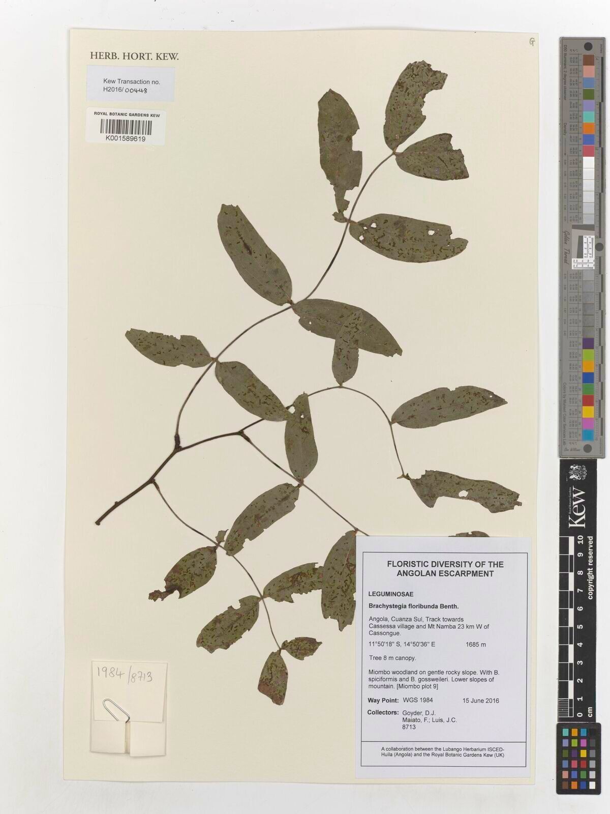 Brachystegia floribunda — houseplant care guide