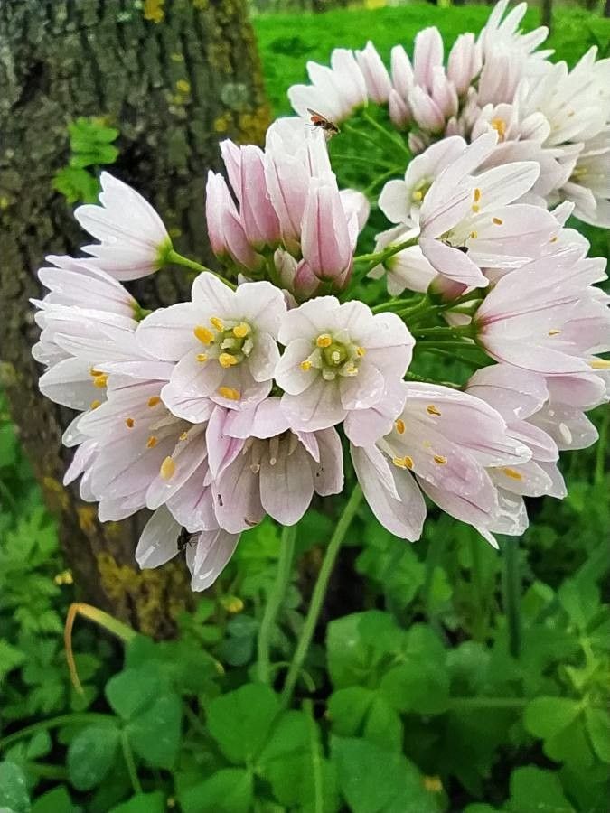 Allium massaessylum flower